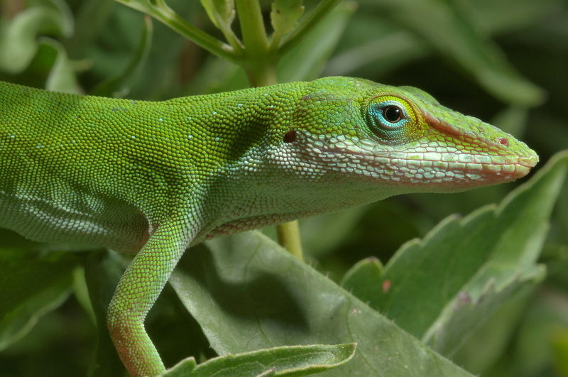 green color, 4K, lizard, one animal, iguana, plant part, day, animal themes, side view, animals in the wild, vertebrate, green anole, animal head, nature