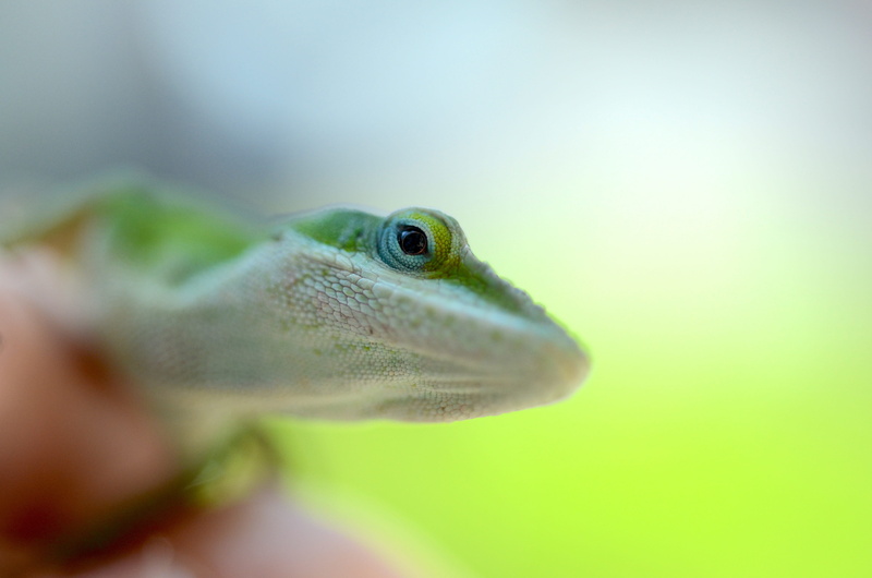 one animal, wildlife, fauna, selective focus, bokeh, animals in the wild, iguana, portrait, green, south carolina, animal wildlife, no people, reptile