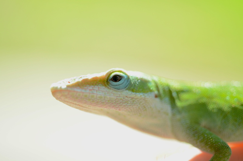 mouth open, side view, animal eye, reptile, gecko, day, 4K, green color, exotic, animal wildlife, south carolina, vertebrate, mouth, animal head, green anole