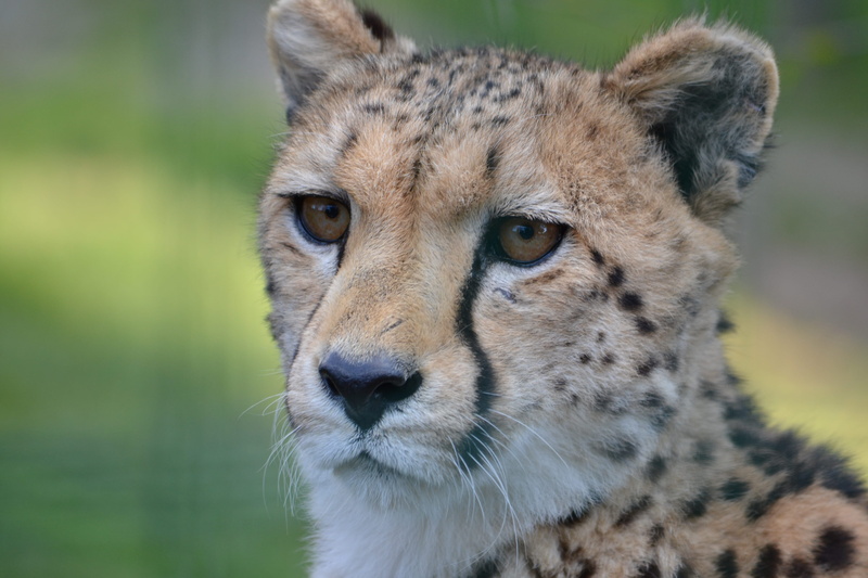 amphibian, animal wildlife, one animal, focus on foreground, rodent, big cat, ocelot, carnivora, close-up, lynx, animal themes, animal, anole, animal head