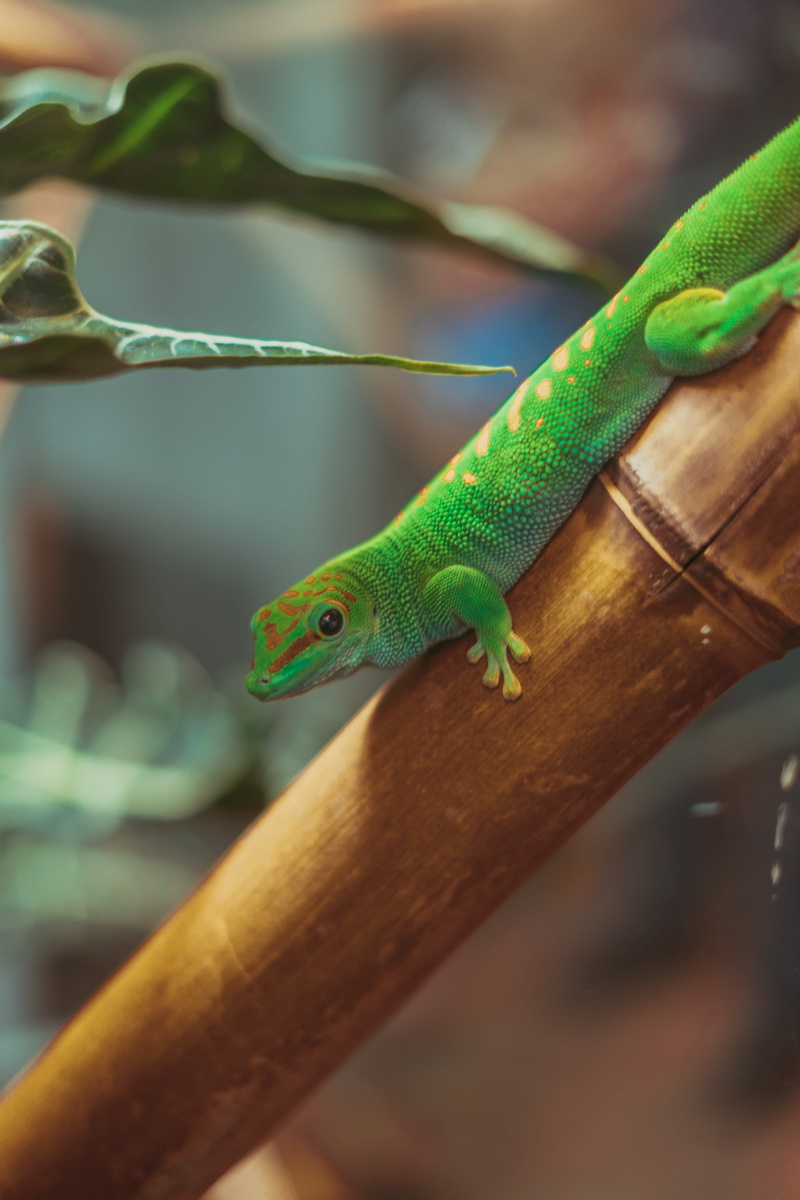 tree, outdoors, united states, plant, focus on foreground, san francisco, animal themes, gecko, vertebrate, worm, day, reptile, nature, animals in the wild