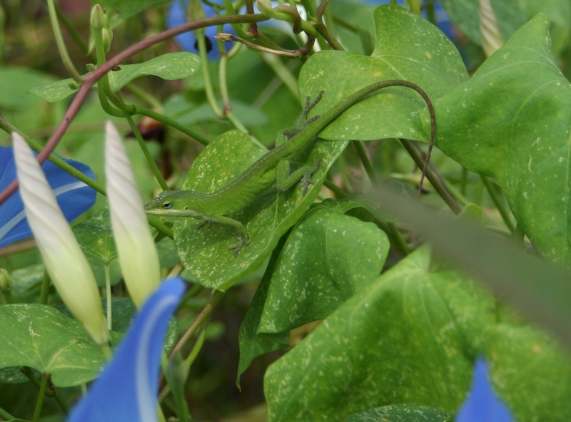 green color, color changing, plant, camouflage, nature, selective focus, lizard, 720P, vegetable, american chameleon, water, growth, green anole, beauty in nature