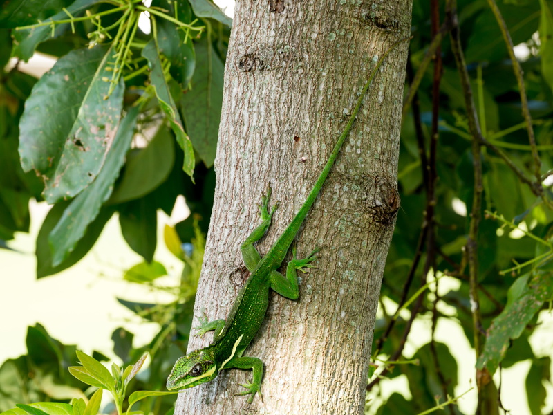 creature, leaf, tree, exotic, nature, one animal, animal, focus on foreground, plant, color, reptile, change, day, green color, lizard, growth, no people