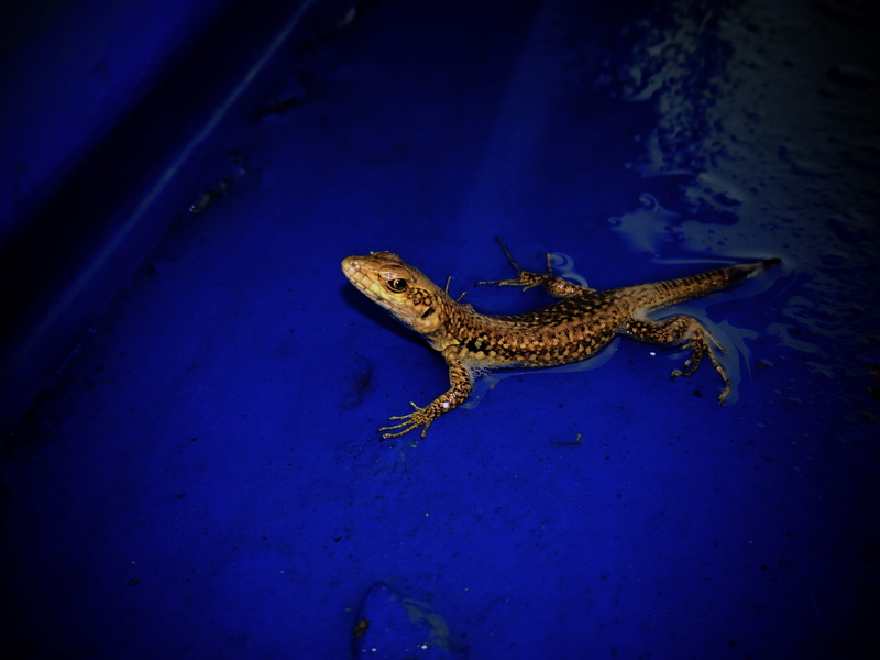 full length, reptile, 4K, wildlife, trout, fire, animal, alligator, one animal, outdoors, animal themes, marine, animals in the wild, flame, animal wildlife