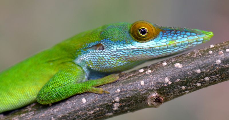 4K, green anole