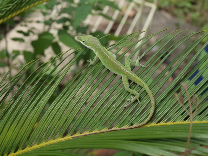 Green Anole, 720P, Reptiles