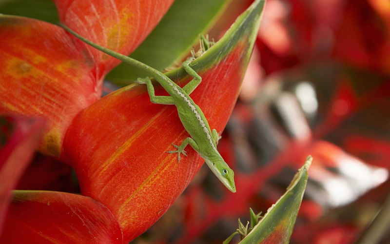 Reptiles, Anole, Green, Lizard, Green Anole, 1080P