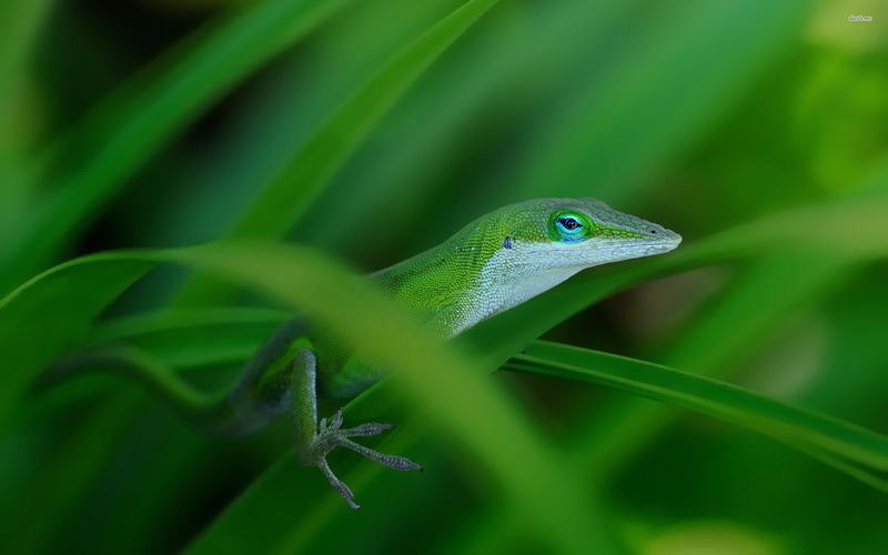 2K, Green Anole, Lizard, Reptiles