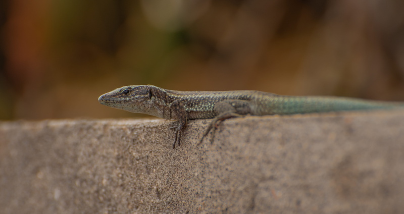 animal wildlife, no people, animal themes, invertebrate, outdoors, reptile, profile view, selective focus, ticino, eidechse, anole, day, animals in the wild