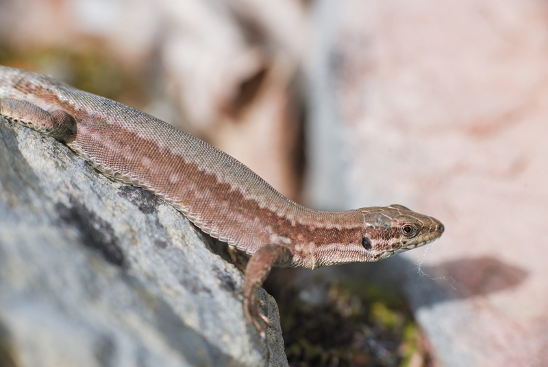 one animal, anole, nature, macro, amphibian, lizard, iguana, animals in the wild, animal wildlife, reptile, day, salamander, animal, green lizard, worm