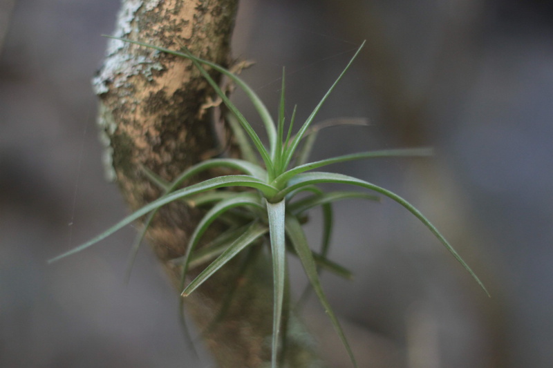 growth, agapanthus, vulnerability, plant stem, tree, animal, insect, focus on foreground, produce, beginnings, sprout, invertebrate, blade of grass, snake