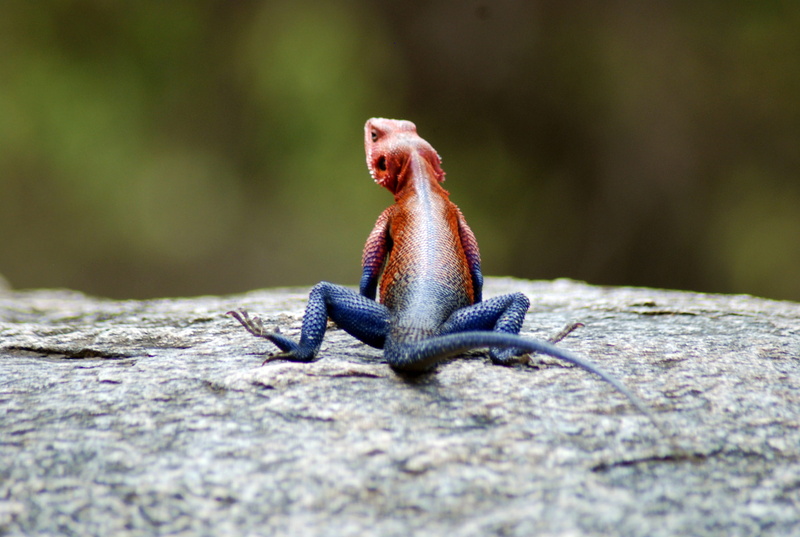 animal behavior, hook, day, reptile, toad, pet, animals in the wild, tanzania, no people, serengeti, salamander, close-up, selective focus, insect, full length