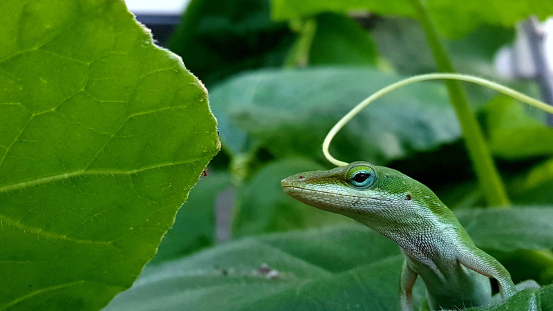 plant part, green reptile anole, animal, green color, close-up, gecko, outdoors, animal head, lizard, no people, rainforest, animal themes, leaf, vertebrate