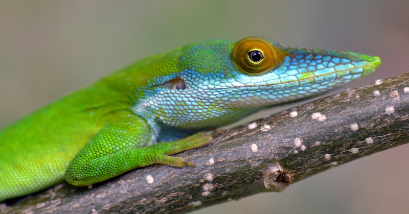 Reptiles, 1080P, Green Anole