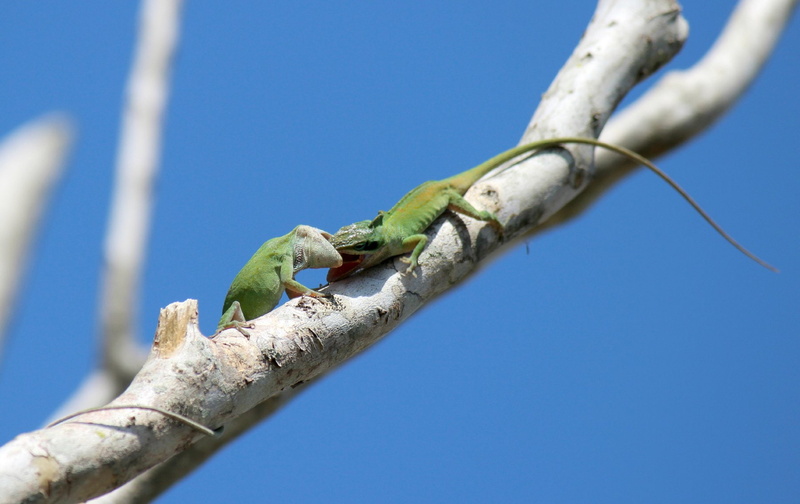 Reptiles, 1080P, Green Anole