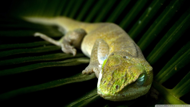 green anole, 1080P