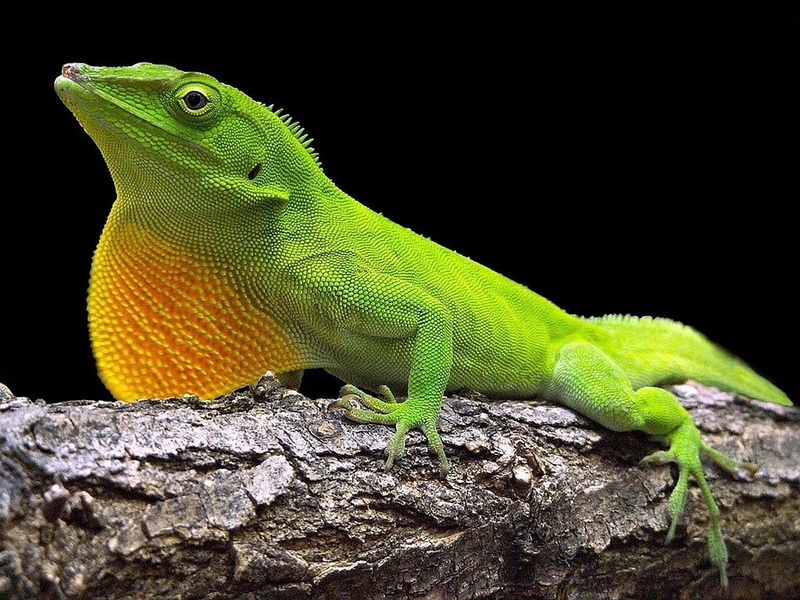 green anole, 720P
