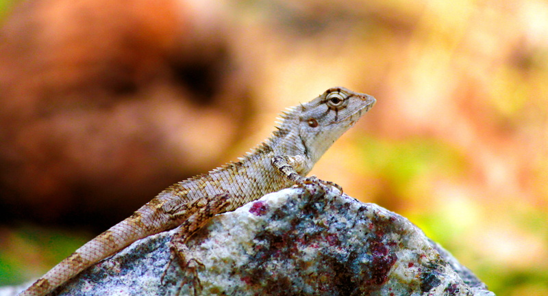 focus on foreground, tree, 5K, portrait, profile view, toad, rock - object, anole, aquatic, animal themes, one animal, animal scale, sea life, panther