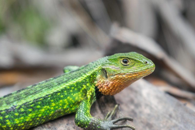 no people, animal scale, animal wildlife, iguana, reptile, one animal, bun, rock, looking, plant, invertebrate, animal body part, looking away, animal head