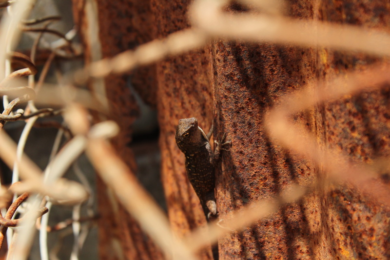 dry, nature, fence, quail, bird, focus on background, rust, selective focus, security, barrier, flicker bird, animal, gecko, day, brown, sunlight, backgrounds