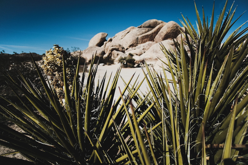 outdoors, close-up, day, land, observatory, field, low angle view, tranquil scene, promontory, animal, bird, sky, arid climate, no people, 5K, grass, reptile