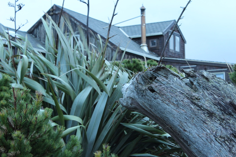 patio, leek, flower, green color, porch, aloe, building, produce, agapanthus, agavaceae, vegetable, nature, wood - material, food, focus on foreground