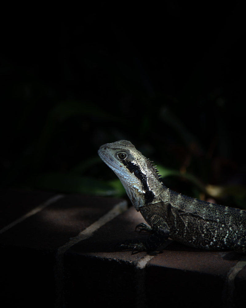 australia, green lizard, no people, black background, outdoors, one animal, copy space, black, animal themes, 4K, animal body part, nature, day, acanthaceae