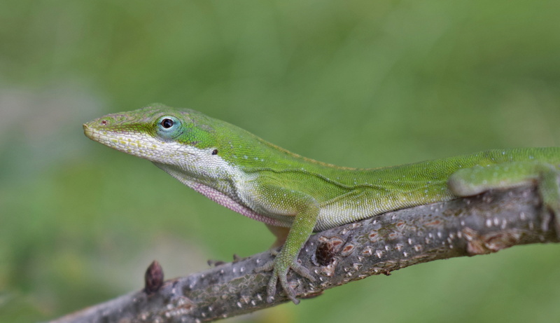 animal body part, animal themes, animal scale, green, wildlife, outdoors, 4K, tree, twig, animal wildlife, branch, close-up, nature, no people, day, green lizard