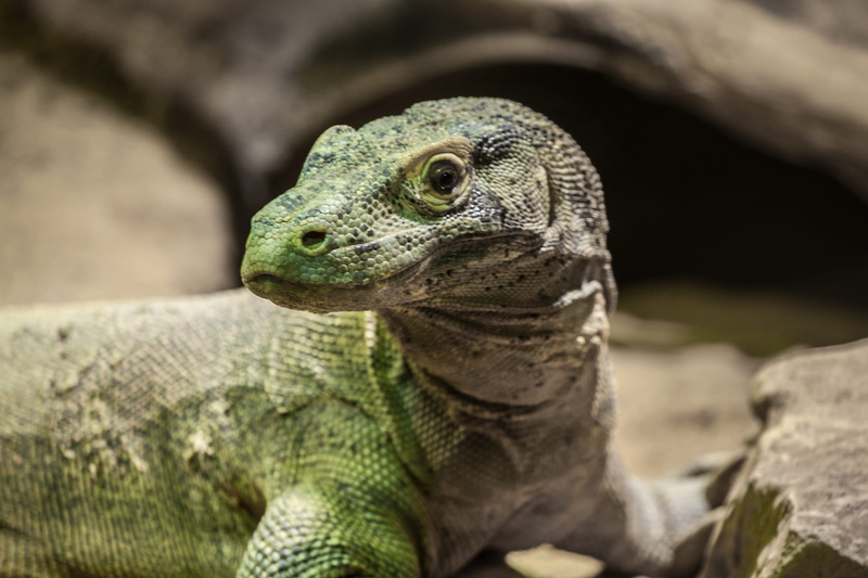 invertebrate, animals in the wild, nature, seafood, claw, insect, vertebrate, animal wildlife, food, snout, looking, profile view, looking away, no people