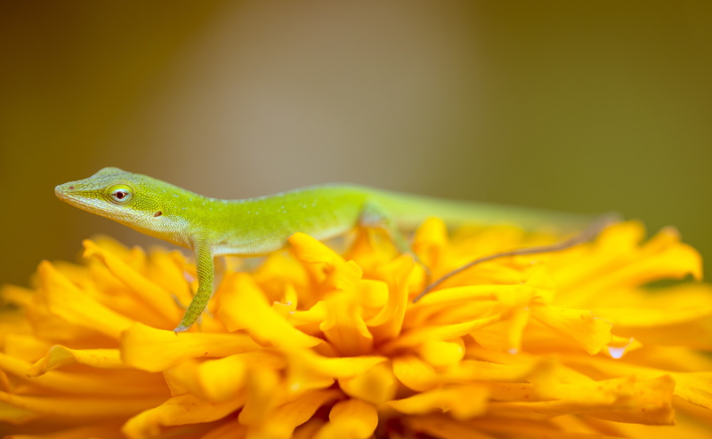 Animals, Petals, Animal, one animal, animal body part, beauty in nature, close-up, outdoors, Reptiles and Frogs, Lizard, animals in the wild, green, selective focus