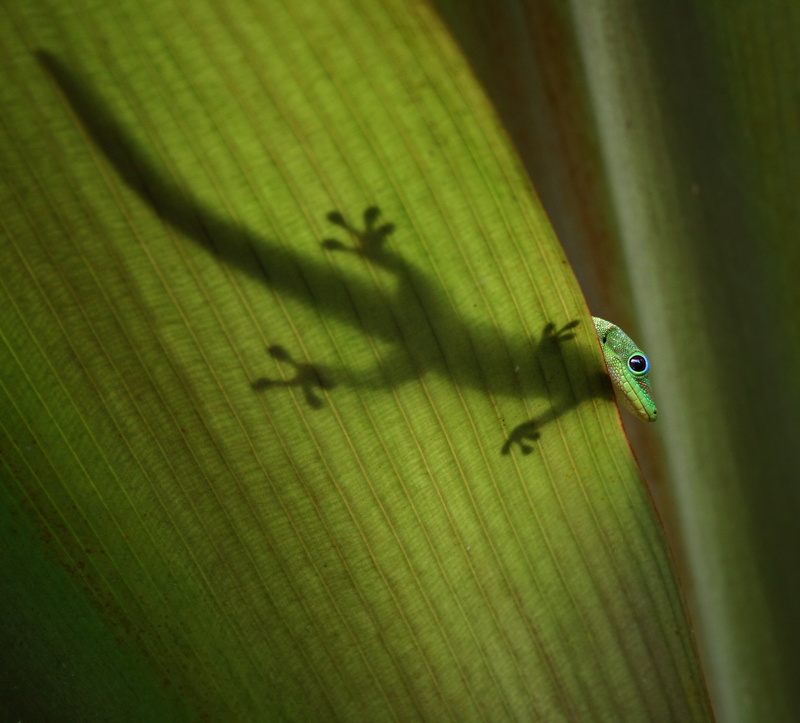 Reptiles, 2K, Green Anole