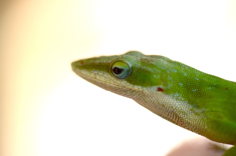 animal themes, copy space, exotic, nature, human hand, 4K, green anole, close-up, green color, gecko, animal, animal eye, green, hand, snake, animal body part