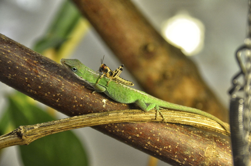 animal world, terrarium, selective focus, 4K, day, no people, Carolina Anole, animals in the wild, one animal, vertebrate, green color, anole, focus on foreground
