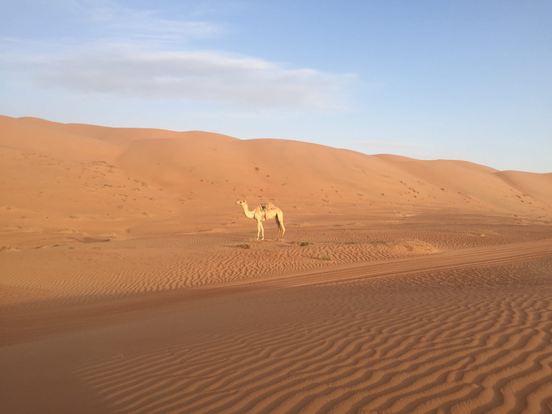 land, 2K, sky, animal themes, sand dune, animal, vertebrate, sand, oman, herbivorous, day, outdoors, arid climate, nature, one animal, landscape, desert