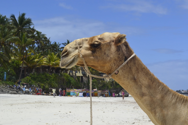 sky, camel, collin, 2K, nature, land, livestock, east africa, one animal, herbivorous, animal themes, animal neck, animal, domestic animals, palm tree