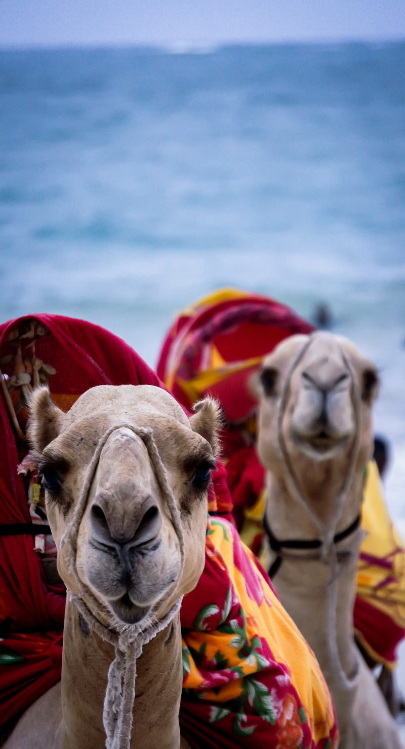 safari, domestic animals, close-up, animal head, day, vertebrate, one animal, clothing, outdoor, water, mombasa, domestic, outdoors, camel, beach, sightseeing