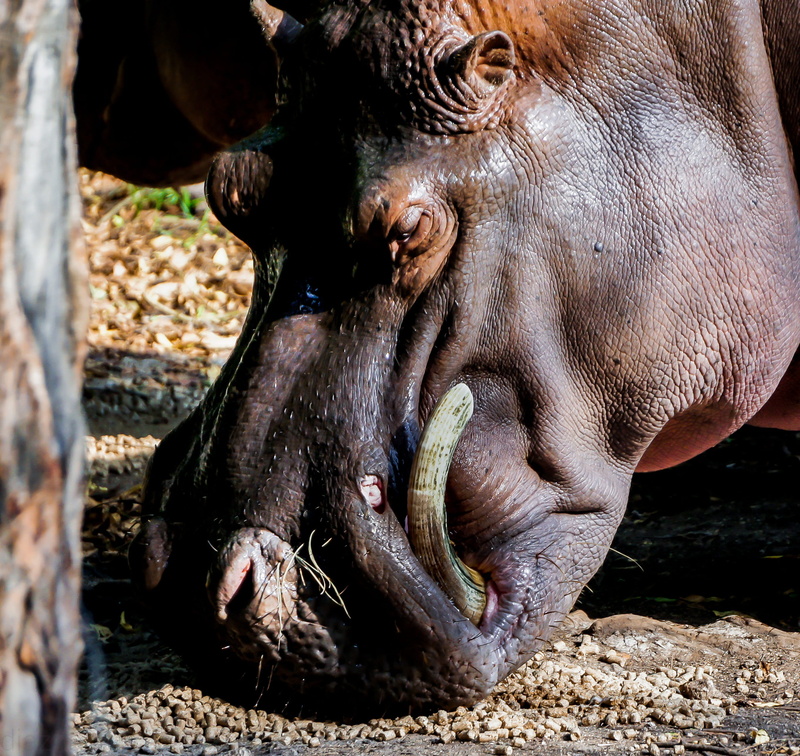 kenya, animal head, one animal, animal body part, field, sunlight, mammal, 2K, hippopotamus, head, herbivorous, land, nature, focus on foreground, no people