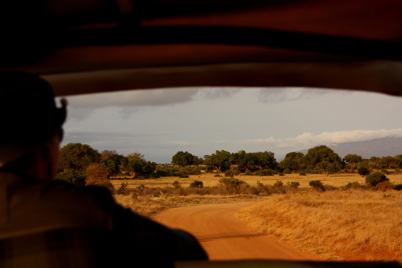 tree, only men, Safari, vehicle interior, adult, sky, Window, kenya, transportation, outdoors, Landscape, car, hat, watching, nature, car interior, one man only