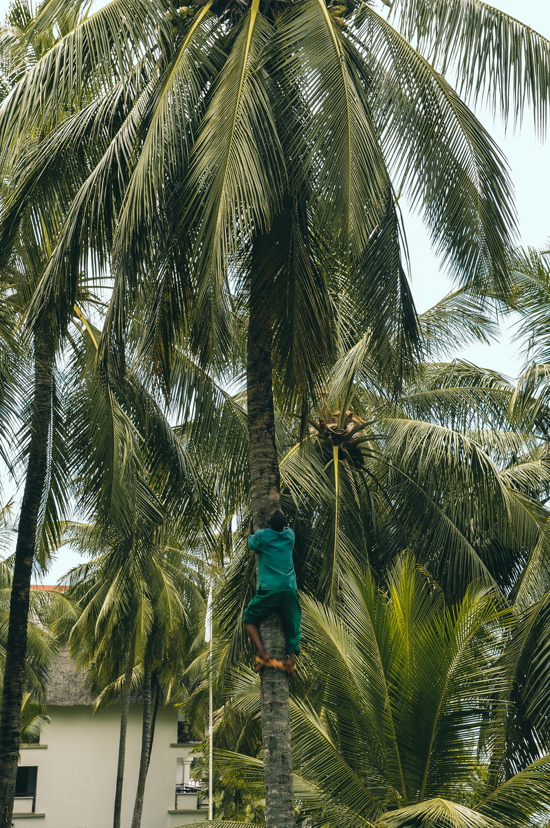 tropical climate, kenya, wedding vibes, mombasa, men, day, outdoors, walking, one person, leisure activity, leaf, low angle view, growth, plant, palm trees
