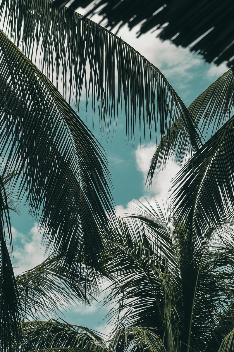 plant part, palm tree, tropical tree, low angle view, no people, outdoors, palms, weddingvibes, ocean, nature, beachweddings, blue skies, palm leaf, plant