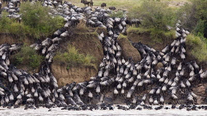 cliff, rivers, group of animals, Splash, Hill, land, wildlife, Herd, Wildebeest, day, animals in the wild, Africa, water, abundance, bull, vertebrate, beauty in nature