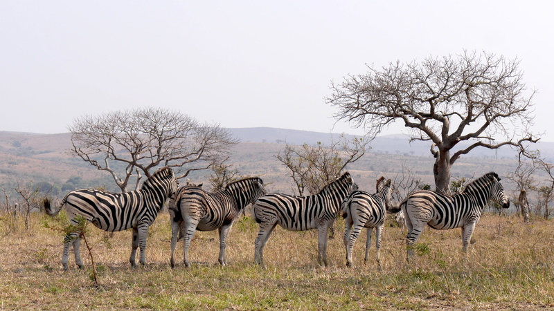 4K, standing, african elephant, animal wildlife, group of animals, mammal, white, plain, structure, tree, animals In The Wild, wildlife, striped, wilderness Area