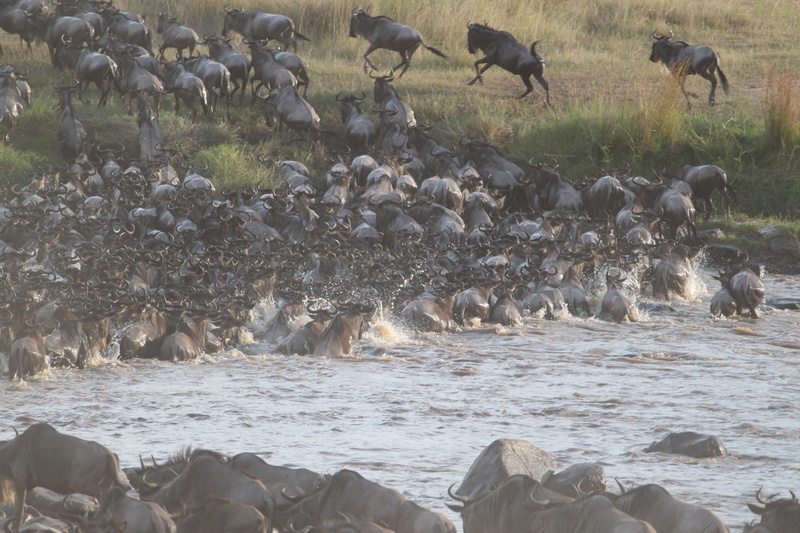 rock, wildlife, large group of animals, africa, outdoors, river, group of animals, vertebrate, serengeti, day, migration, mammal, Great Migration, herd