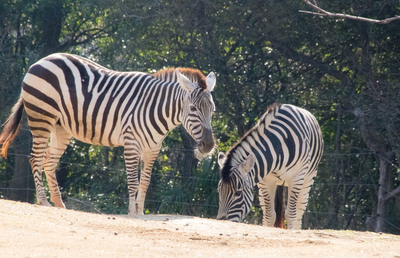 outdoors, day, vertebrate, two animals, herd, plant, zebra, wildlife, safari, wilderness Area, animal, black Color, national Park, tree, kenya, domestic animals