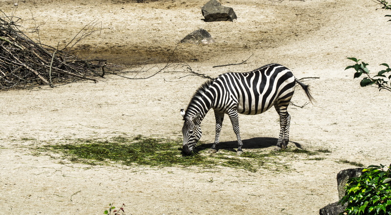 animal wildlife, no People, outdoors, safari Animals, black and white, wilderness Area, domestic animals, mammals, standing, animals In The Wild, animals And Pets