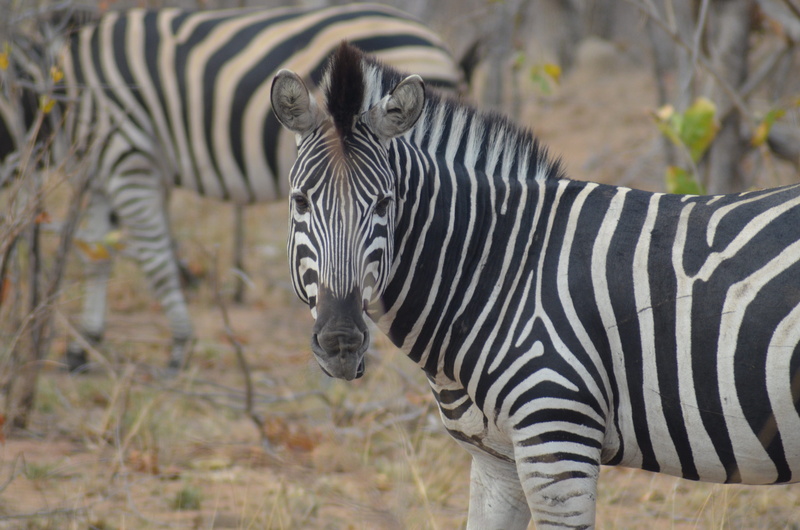 zoo, looking at camera, animal world, no people, wilderness, striped, black white, outdoors, 4K, zebra crossing, animal themes, zebra, animal markings