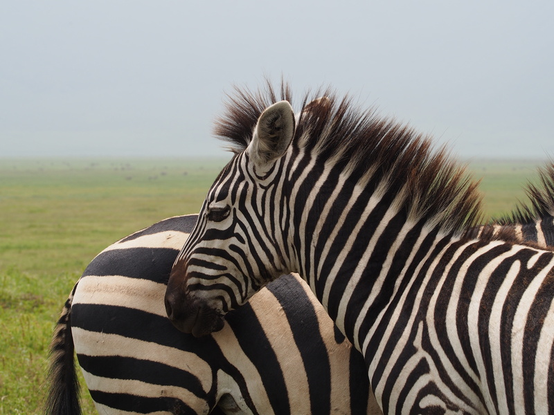 no people, tourism, head, one animal, domestic animals, mammal, black and white striped, vertebrate, green, stripes, grass field, outdoors, two, animal