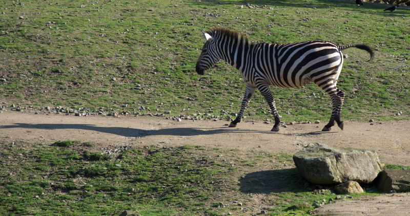 herbivorous, zebra crossing, no people, grass, animal, wildlife, africa, full length, safari, land, animals, striped, plant, grazing, black and white, zebra