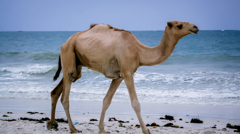 standing, mammal, camel, horizon over water, 4K, sand, one animal, water, sky, wildlife, animal, no people, sightseeing, land, herbivorous, safari, brown
