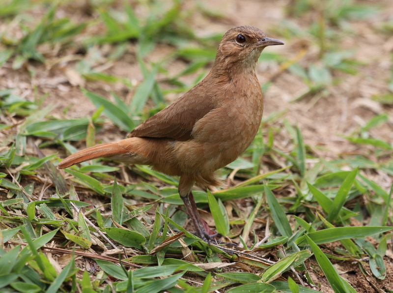 field, animal wildlife, plant, animal, outdoors, plant part, bird, grass, one animal, on the floor, animals in the wild, 2K, birdie, brazilian, land, full length